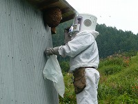 蜂の巣駆除作業